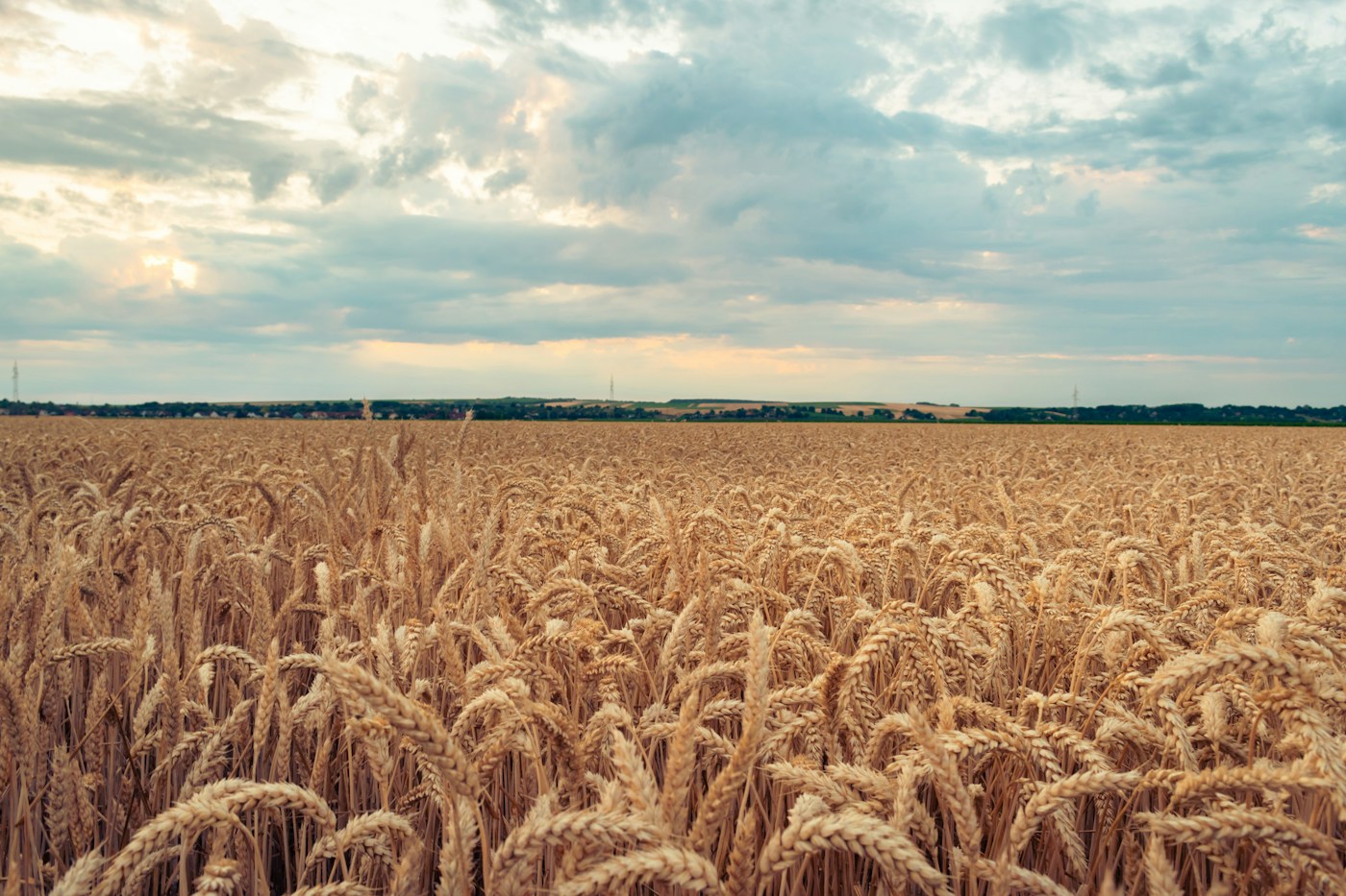 Wheat ready for harvest
